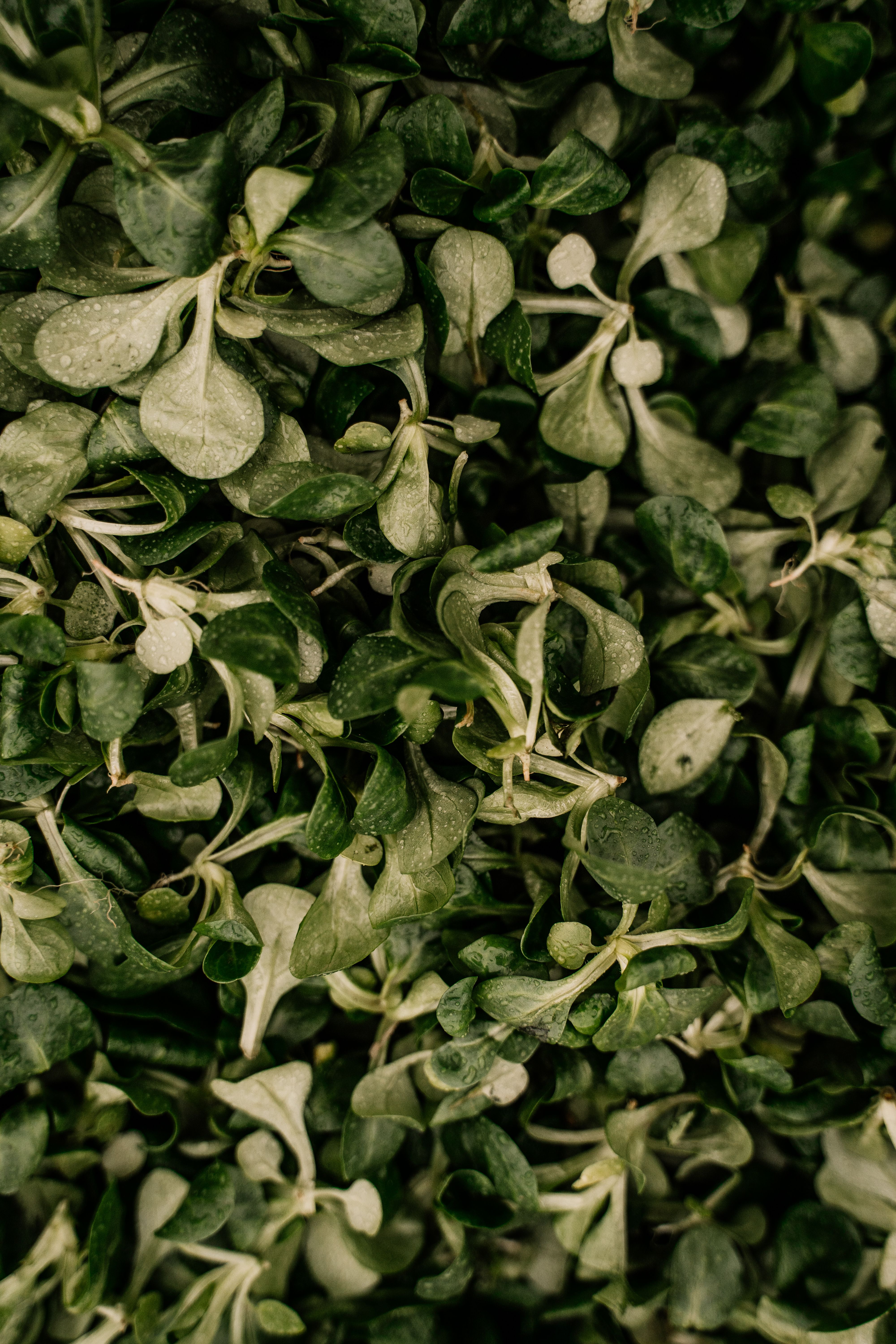 Dried Fenugreek Leaves